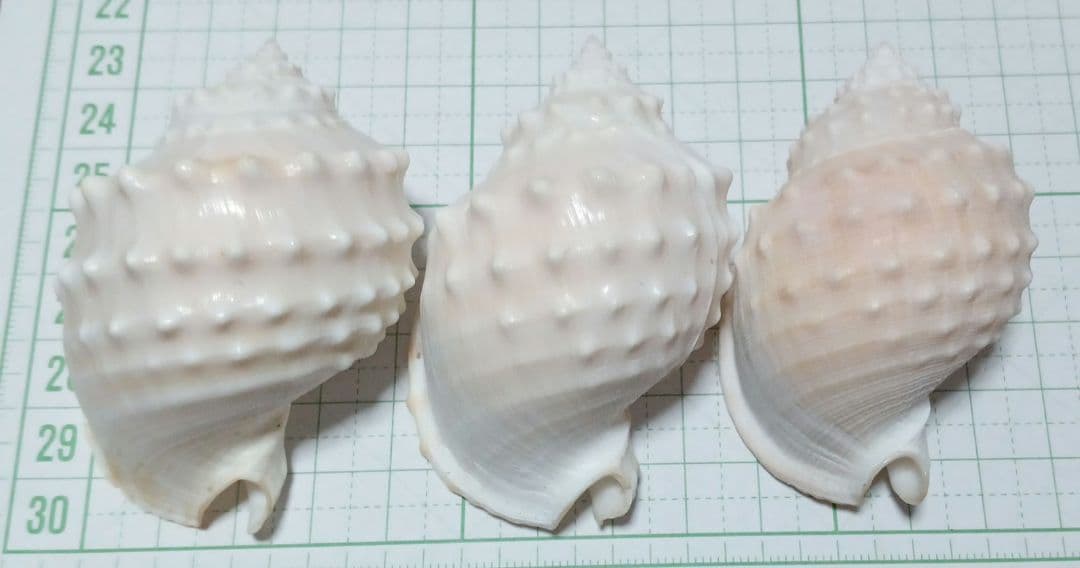貝殻標本　カブトボラ　③蓋つき