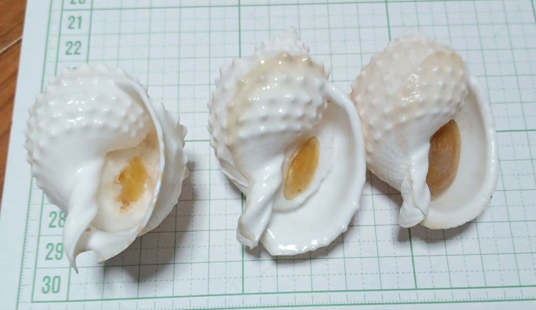 貝殻標本　カブトボラ　③蓋つき