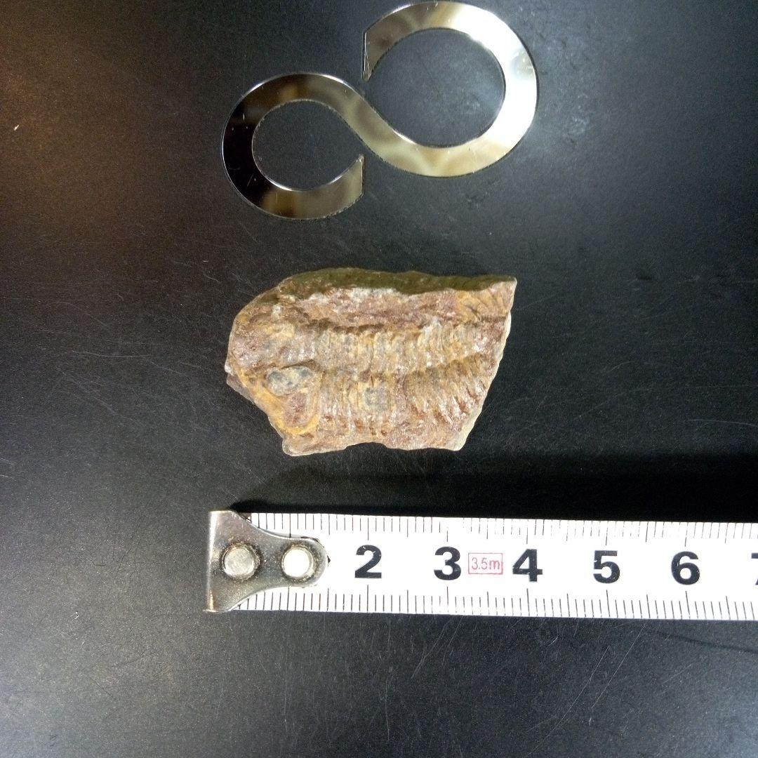 三葉虫　化石　ボリビア産　南アメリカ　trilobite　南米産fossil⑩