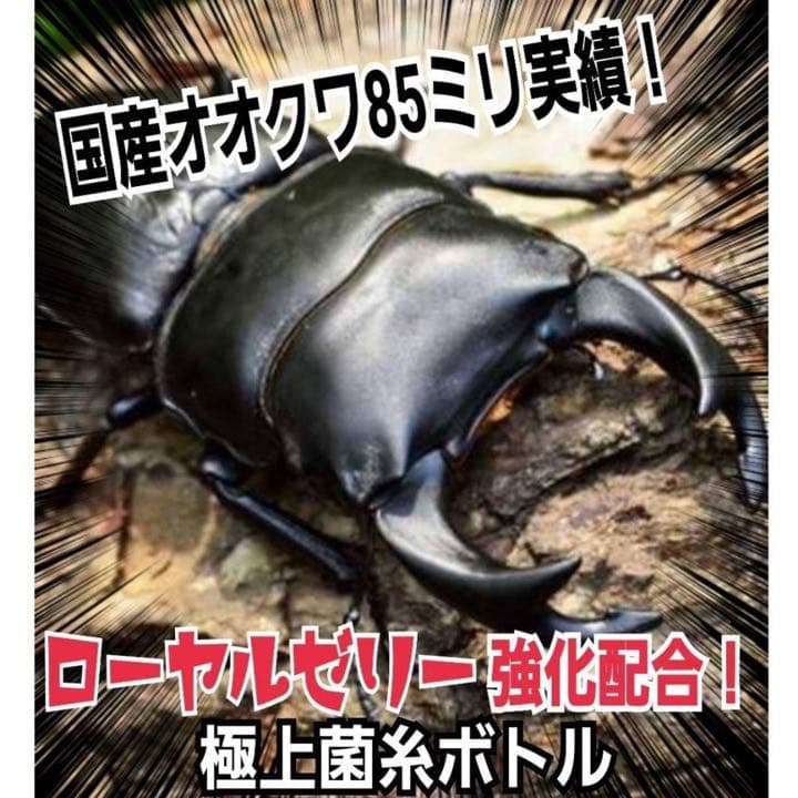 極上！ヒマラヤひらたけ菌糸ブロック【7個】トレハロース強化配合！オオクワに抜群！