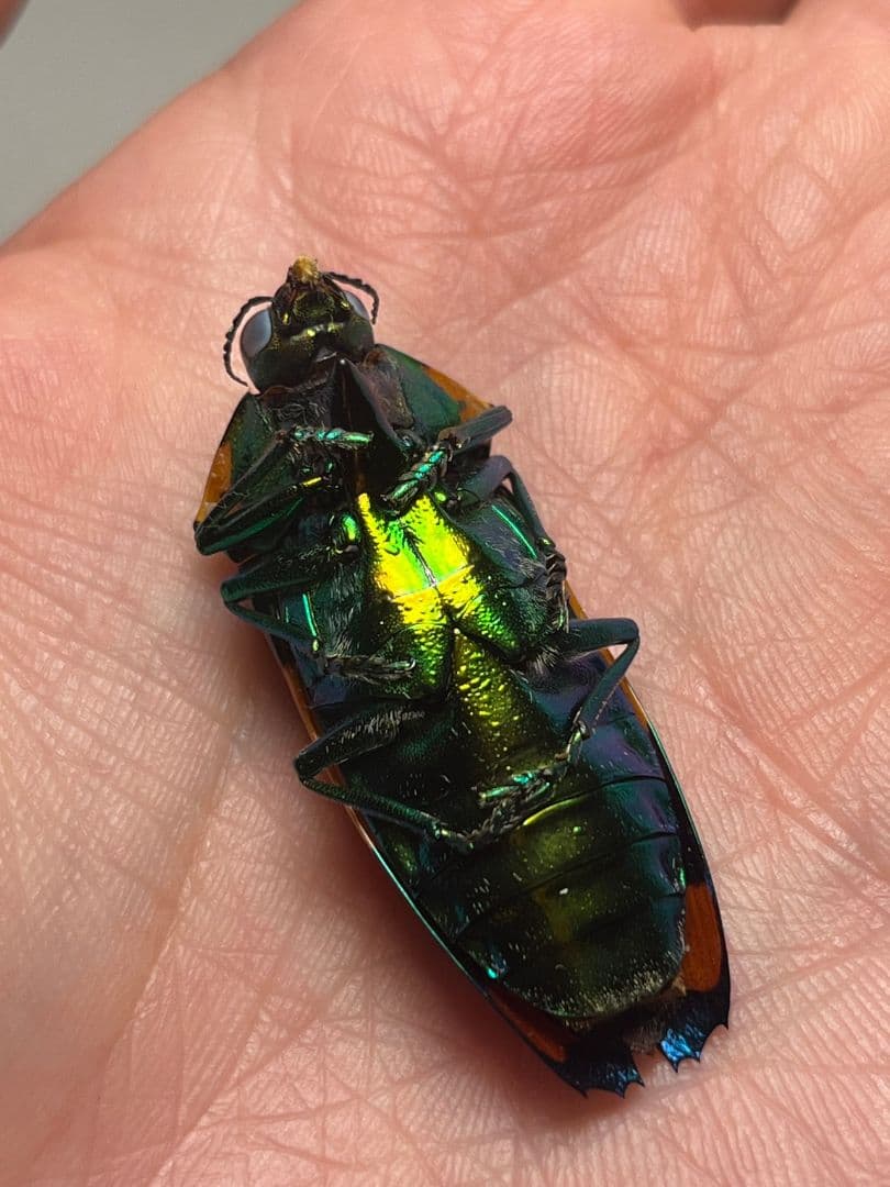 【紫】玉虫最高峰かつ最も希少カラーのスハンダエオウサマムカシタマムシ標本