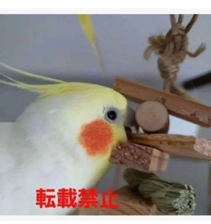 C347　インコ　オオム　カジカジ、ガジガジおもちゃセット　かじり木
