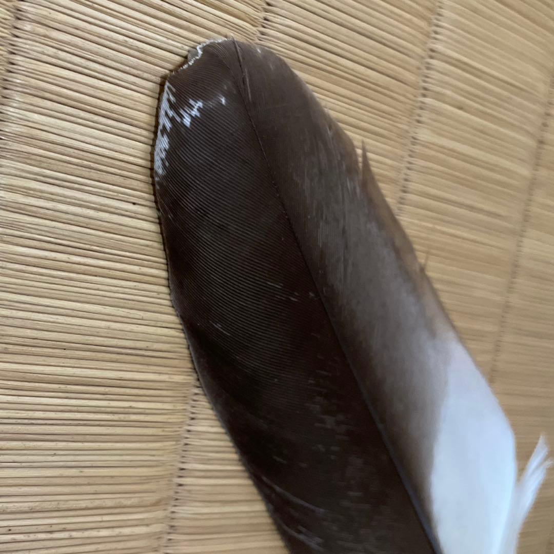 灰手前用　羽箒　鷹　表千家　茶道具　炉　風炉