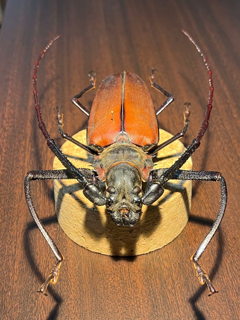 アルミラトゥス カミキリ標本