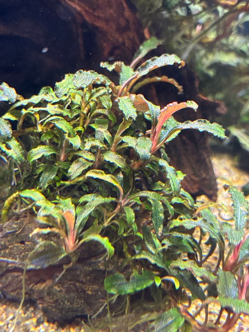 【無農薬　水中葉】ブセファランドラ　クダガン群生体　活着溶岩石　スネール無し