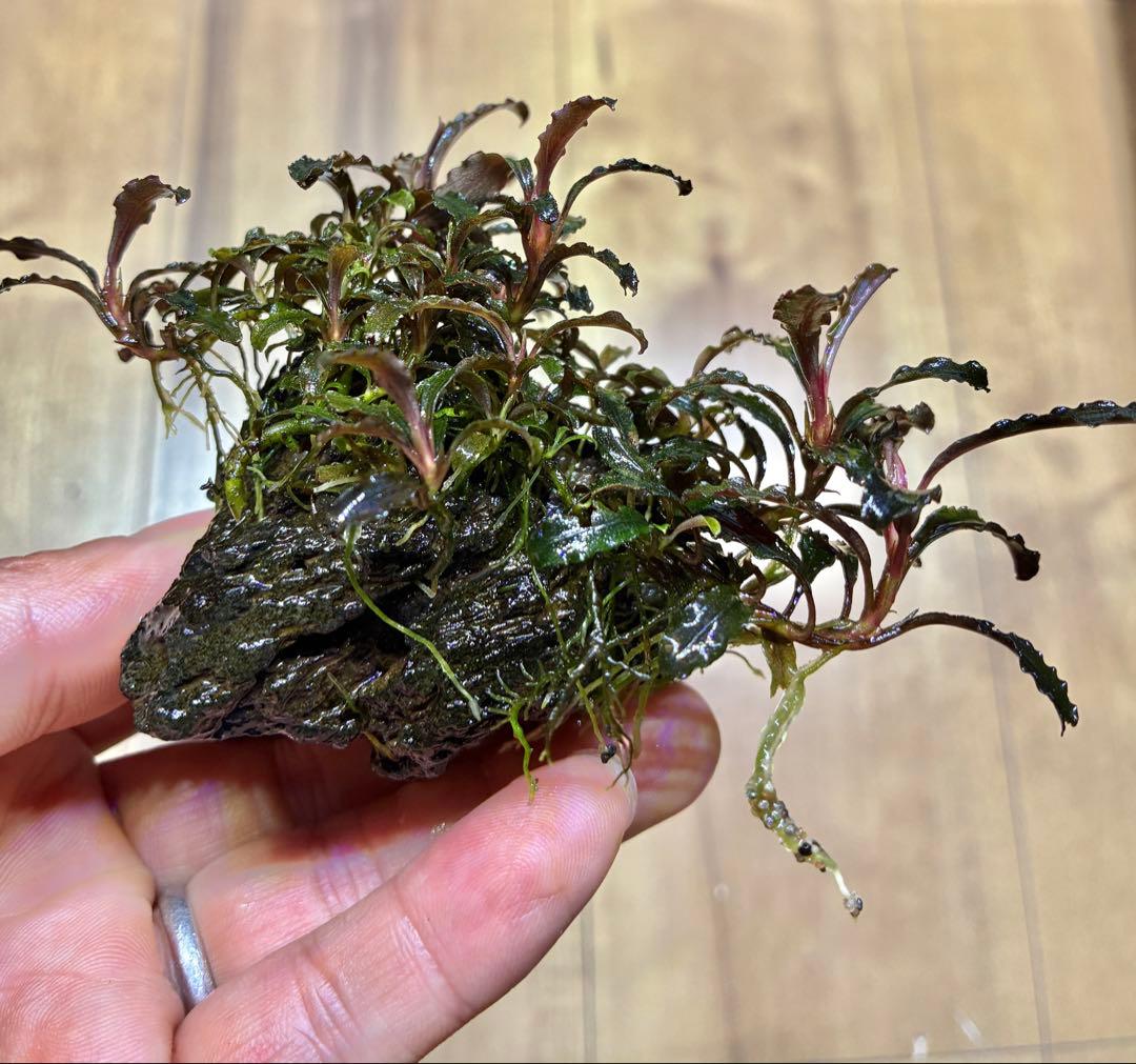 【無農薬　水中葉】ブセファランドラ　クダガン群生体　活着溶岩石　スネール無し