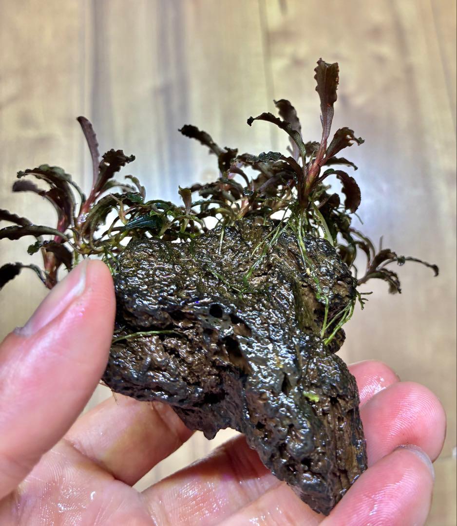 【無農薬　水中葉】ブセファランドラ　クダガン群生体　活着溶岩石　スネール無し