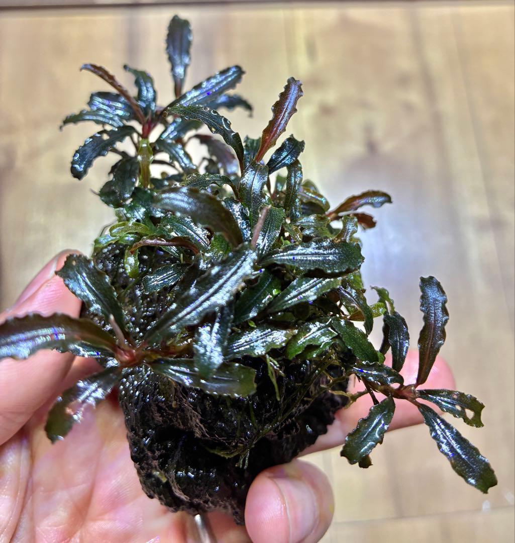 【無農薬　水中葉】ブセファランドラ　クダガン群生体　活着溶岩石　スネール無し