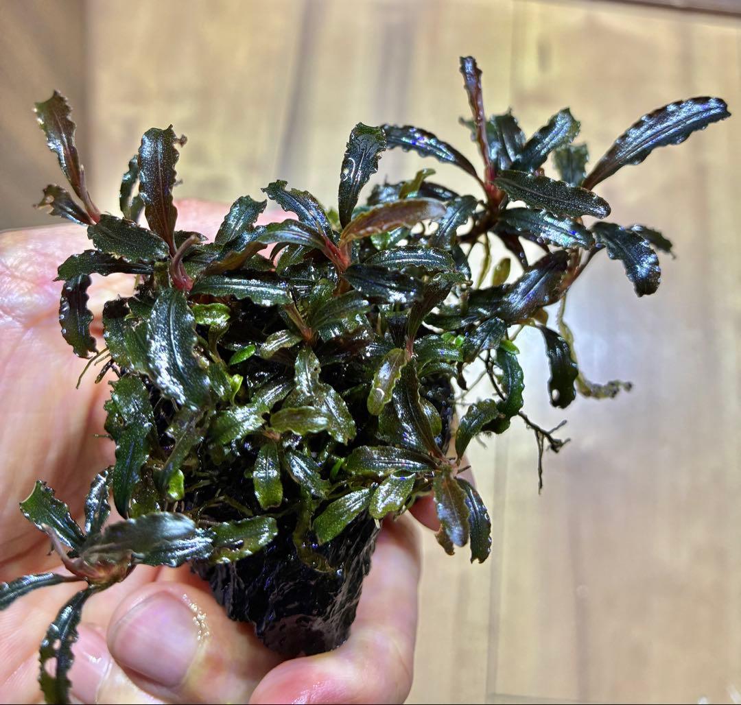 【無農薬　水中葉】ブセファランドラ　クダガン群生体　活着溶岩石　スネール無し