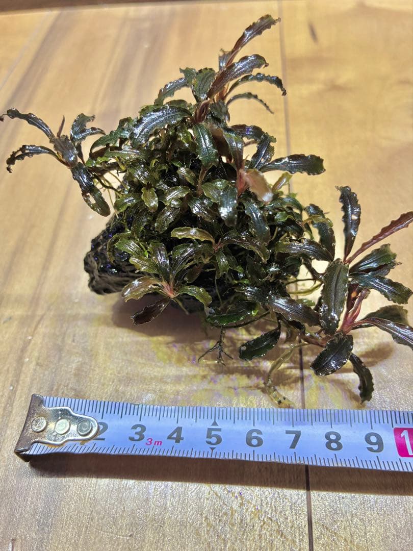 【無農薬　水中葉】ブセファランドラ　クダガン群生体　活着溶岩石　スネール無し