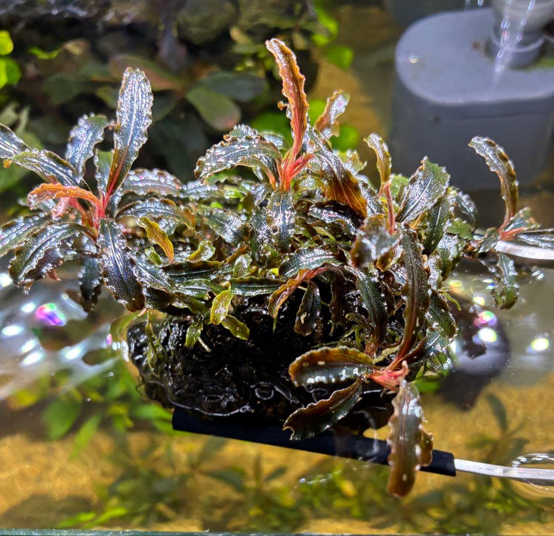【無農薬　水中葉】ブセファランドラ　クダガン群生体　活着溶岩石　スネール無し