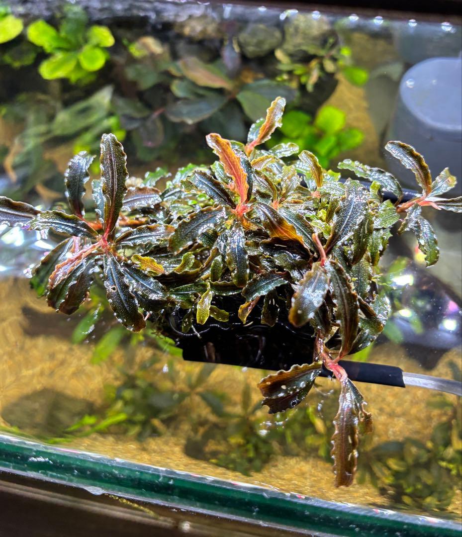【無農薬　水中葉】ブセファランドラ　クダガン群生体　活着溶岩石　スネール無し