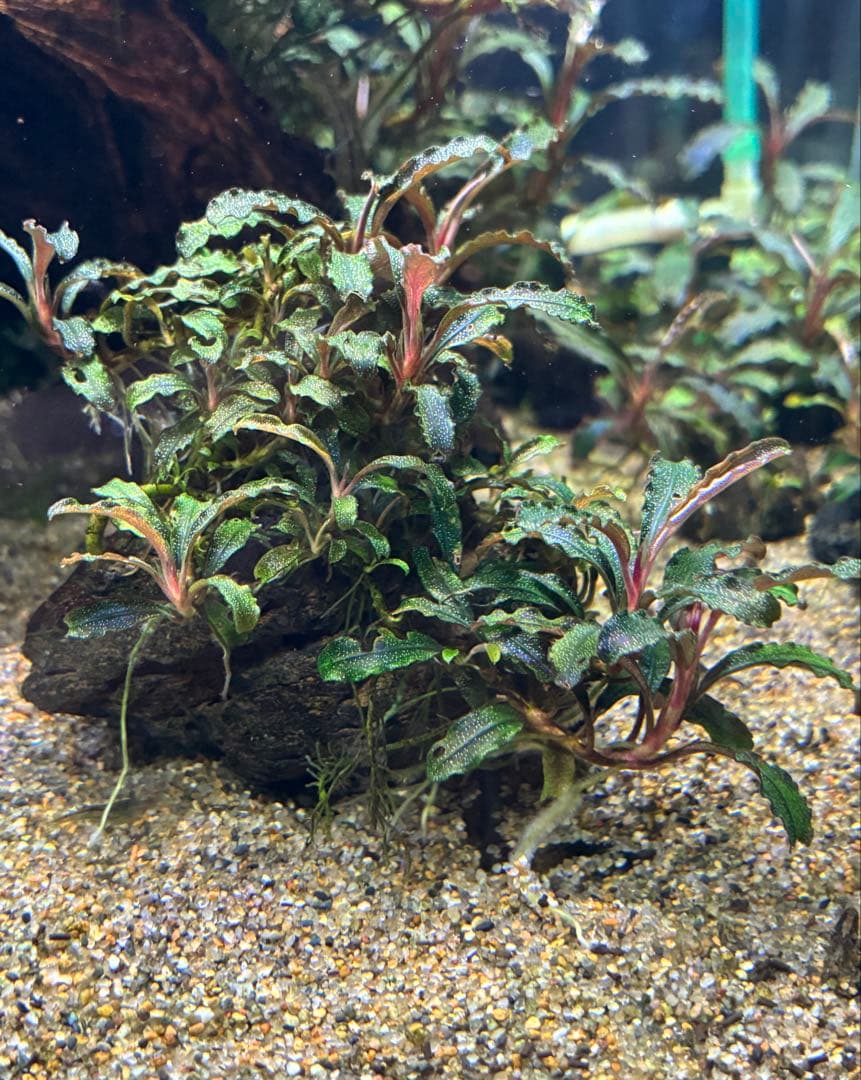 【無農薬　水中葉】ブセファランドラ　クダガン群生体　活着溶岩石　スネール無し