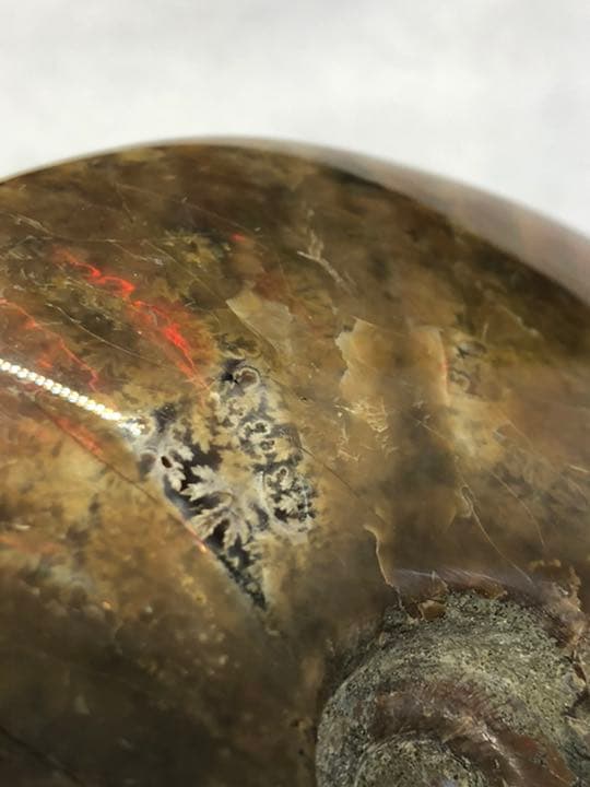 マダガスカル産アンモナイト306g