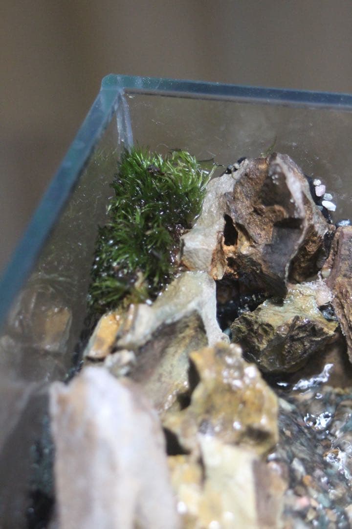 小川のあるアクアテラリウム メダカなど小型の魚を飼育できます