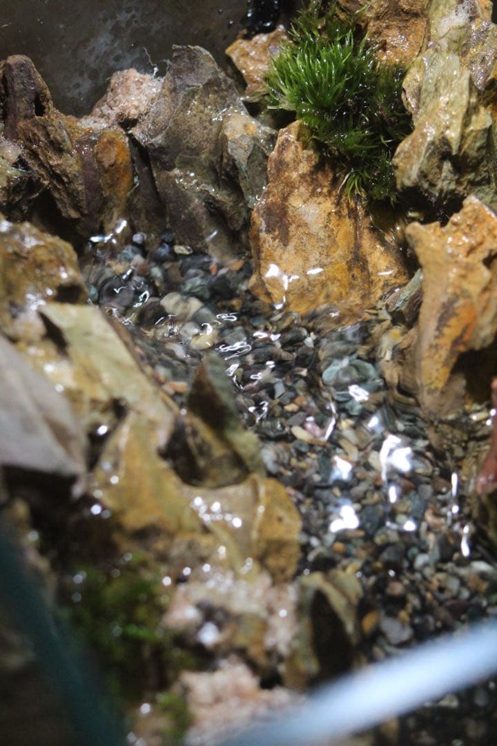 小川のあるアクアテラリウム メダカなど小型の魚を飼育できます