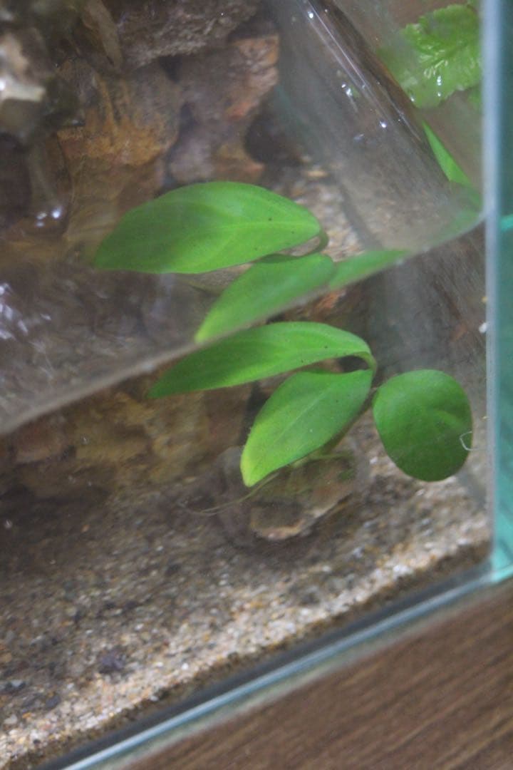 小川のあるアクアテラリウム メダカなど小型の魚を飼育できます