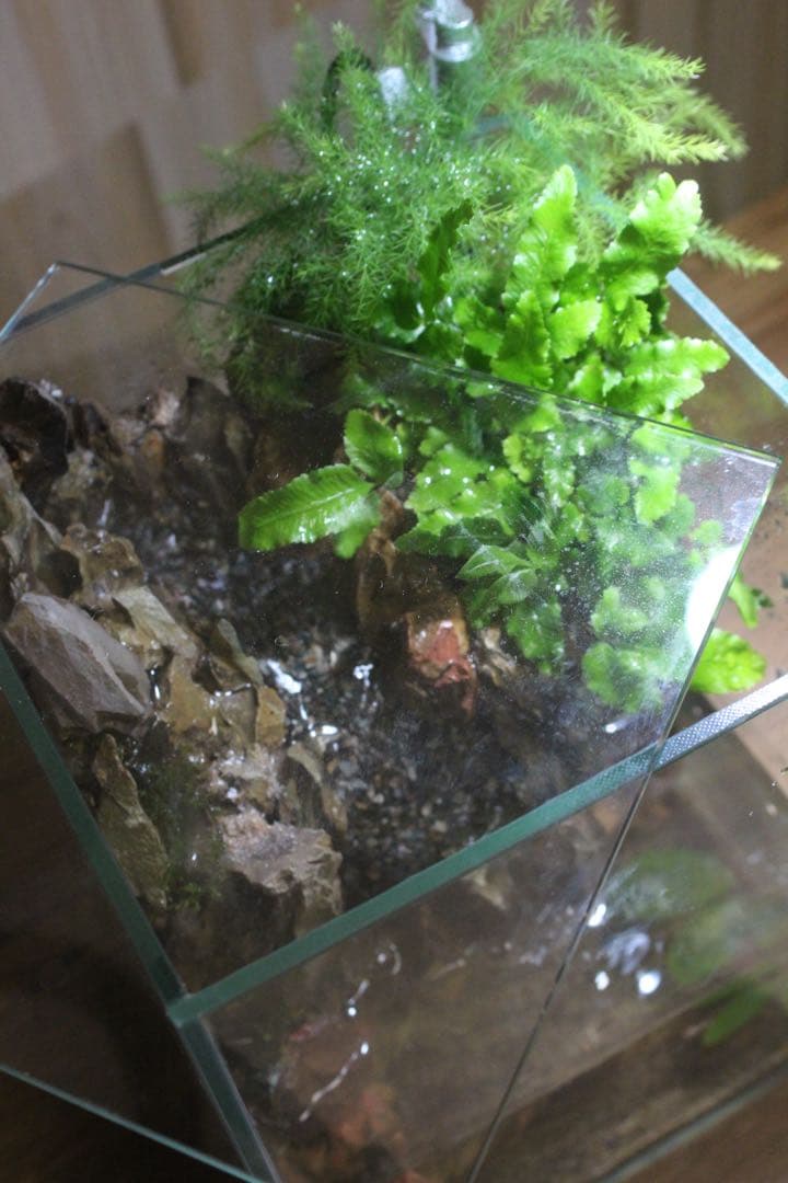 小川のあるアクアテラリウム メダカなど小型の魚を飼育できます