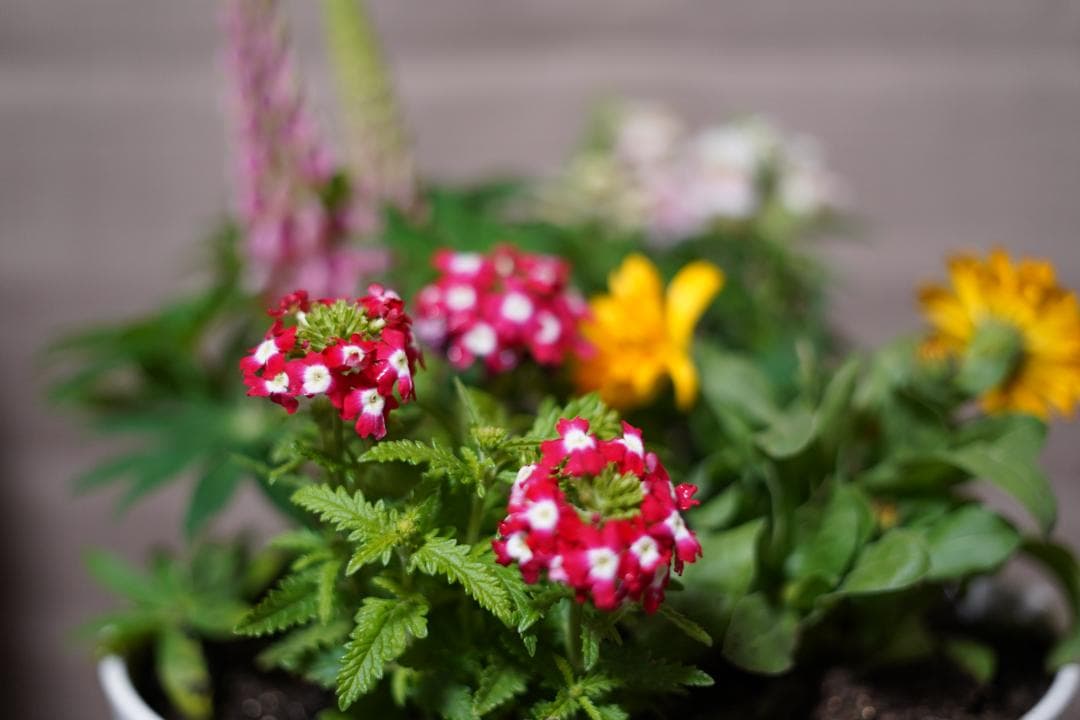 美品　SONY α7 III ,FE 50mm F1.8