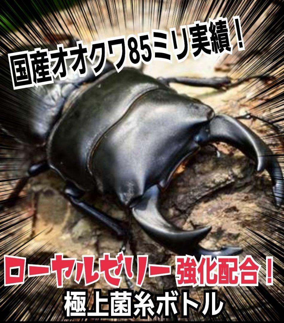 極上！ヒマラヤひらたけ菌糸瓶　特大1500ml【5本セット】トレハロース強化配合