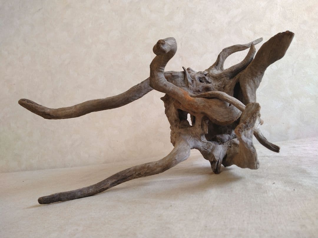 【希少】アクアリウム・DIY向け 特大サイズ塊根ブランチウッド流木（約40cm）