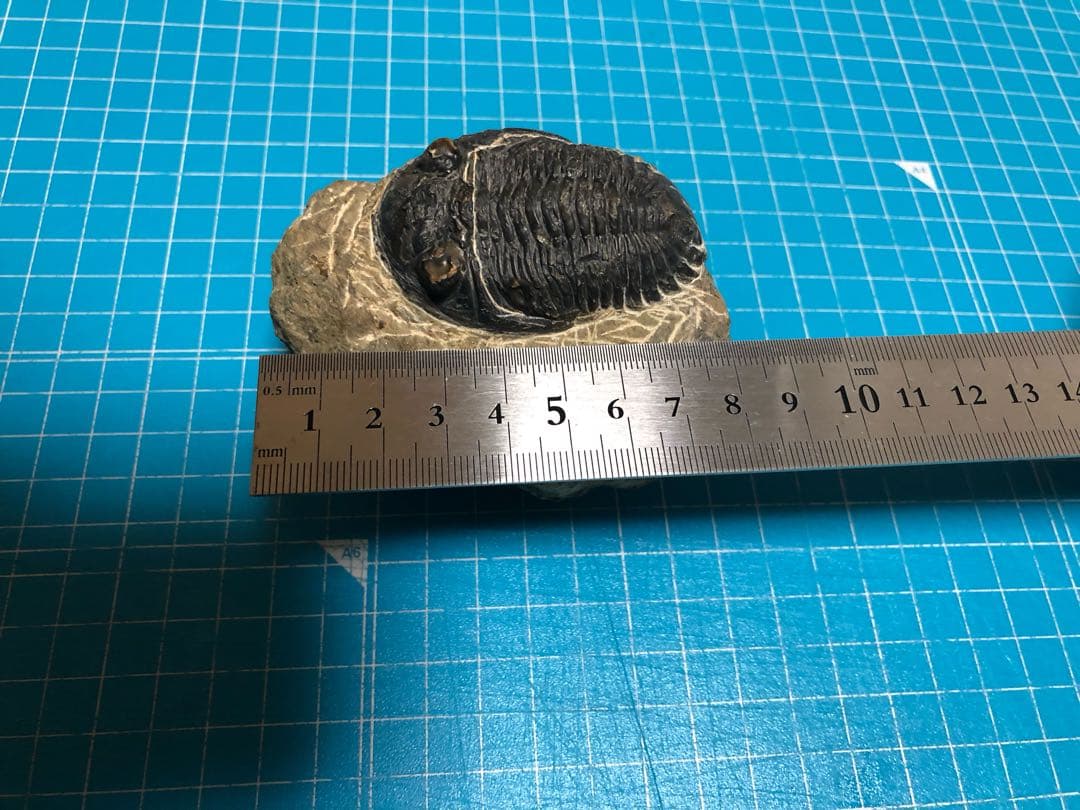 三葉虫 化石