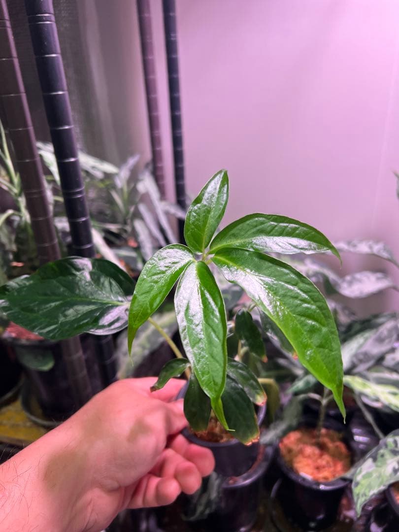 水草 Ao