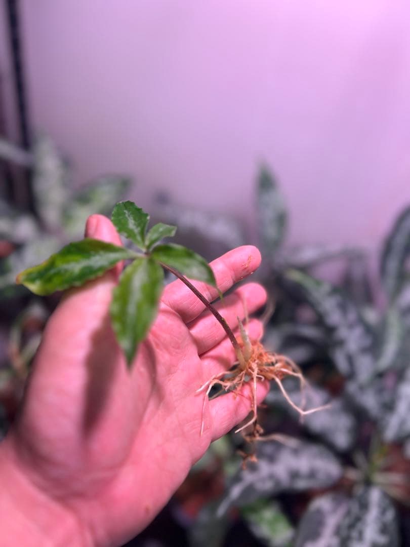 水草 Ao