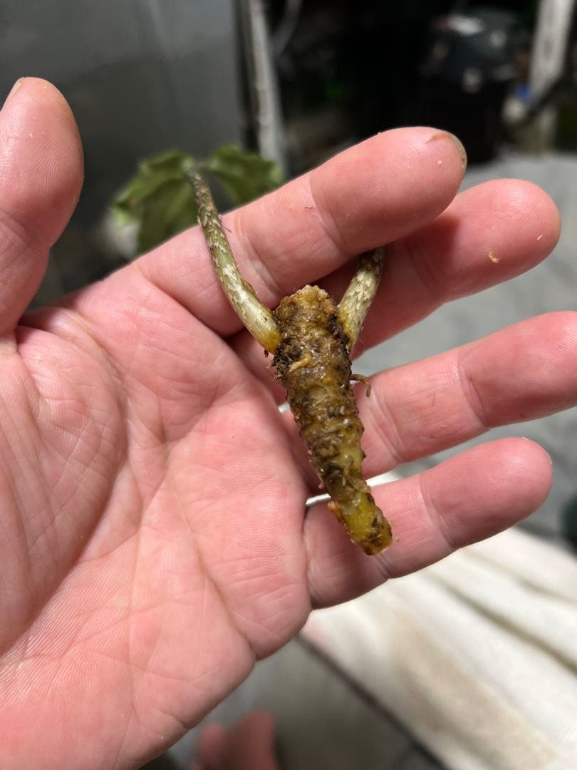 水草 Ao
