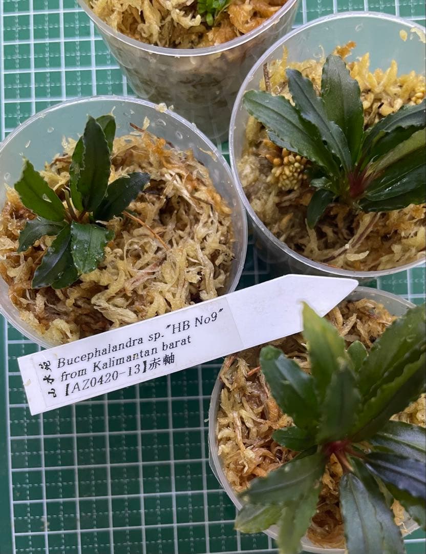 Bucephalandra sp\"HB No9\" 【AZ0420-13】赤軸