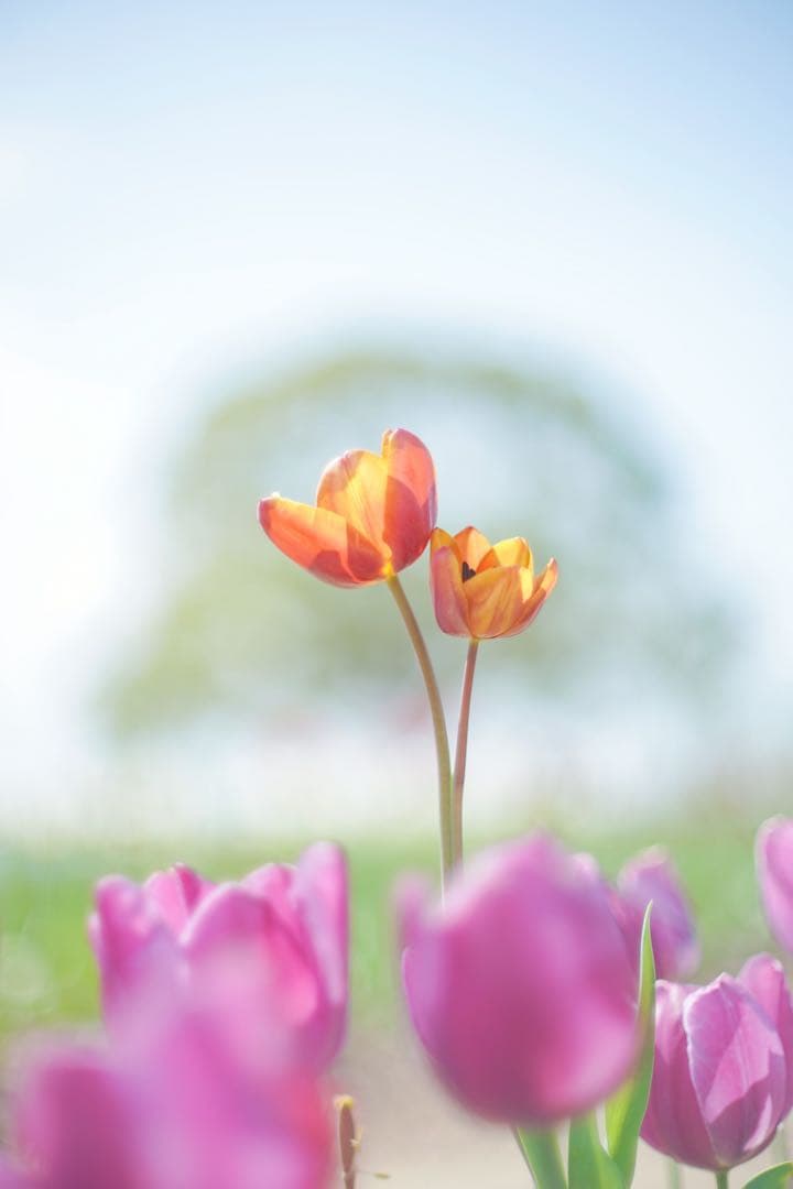 サムヤン　Samyang AF 75mm f/1.8 FE レンズ