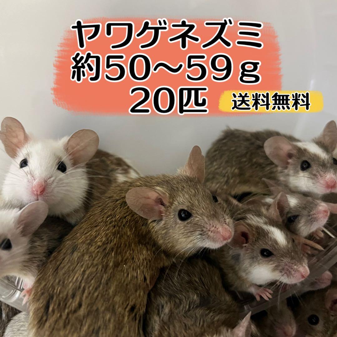 冷凍ヤワゲネズミ 約50～59g 20匹