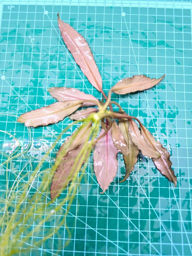 ブセファランドラ ディープパープル AZ 初便 Bucephalandra