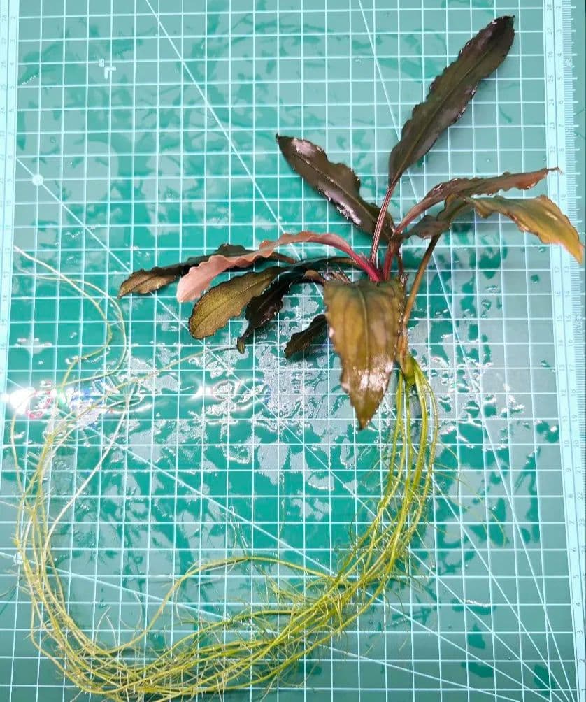 ブセファランドラ ディープパープル AZ 初便 Bucephalandra