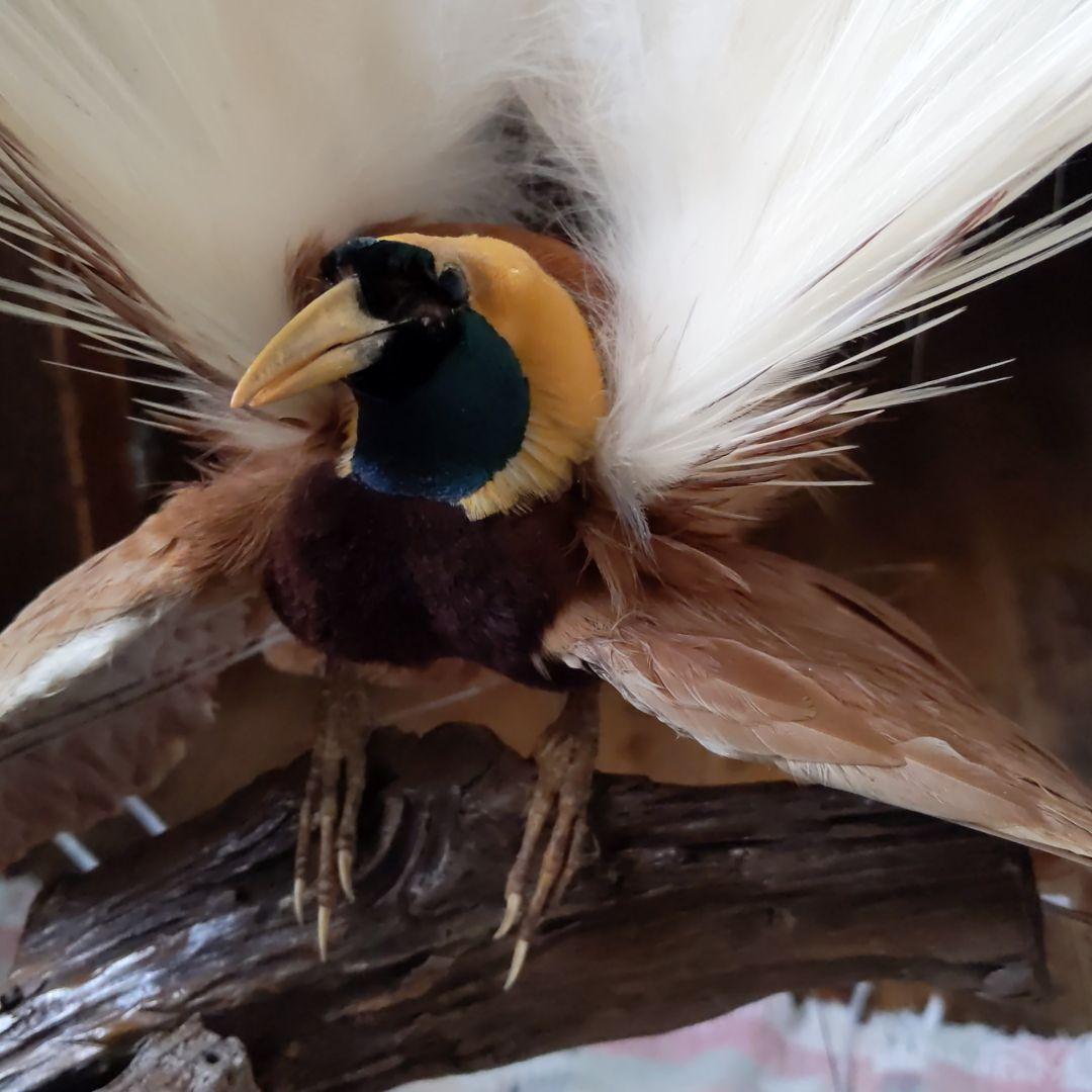 極楽鳥、王風