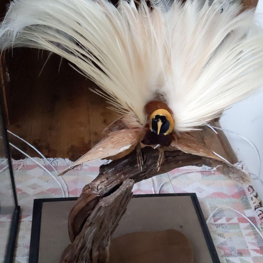 極楽鳥、王風