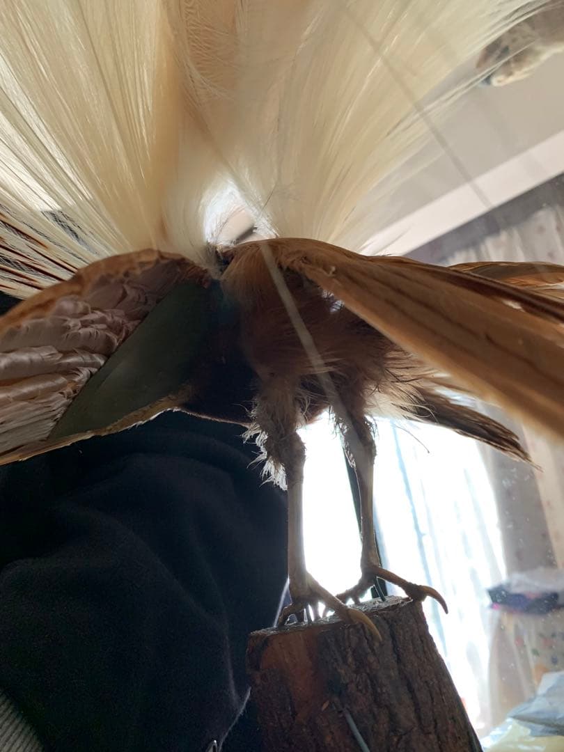 風鳥 極楽鳥 剥製 インテリア アンティーク レトロ ヴィンテージ アート