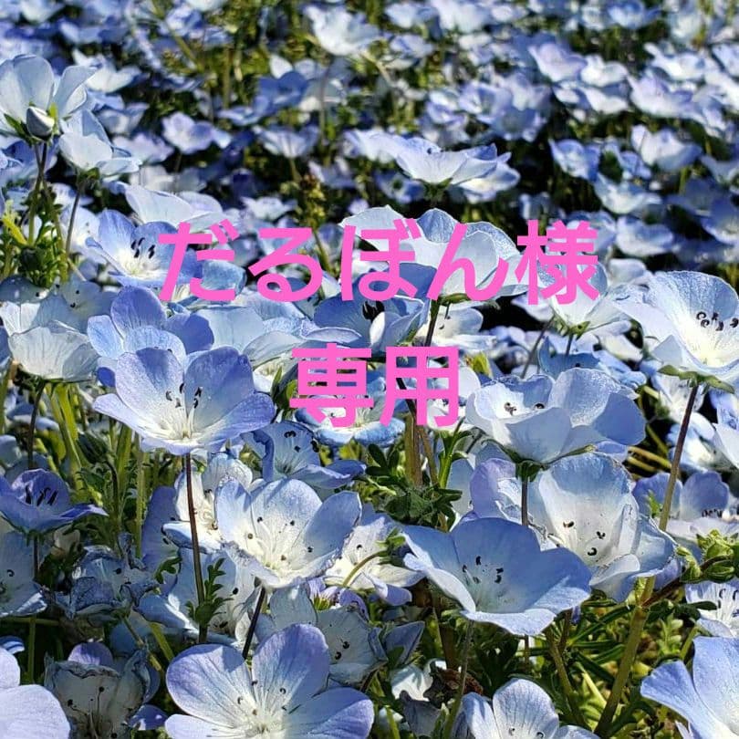 だるぼん