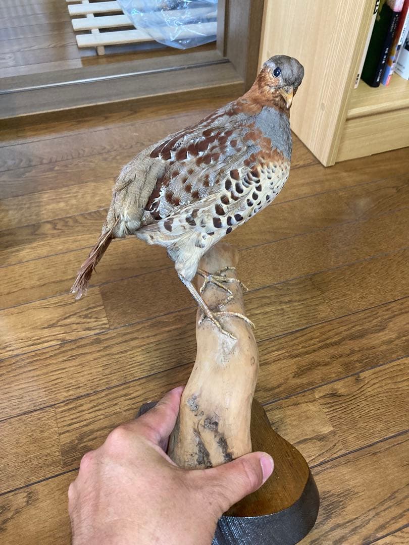 コジュケイの剥製(雄)