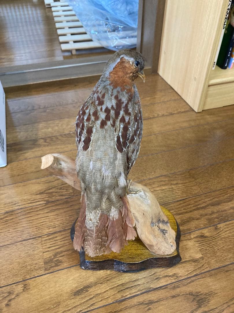 コジュケイの剥製(雄)