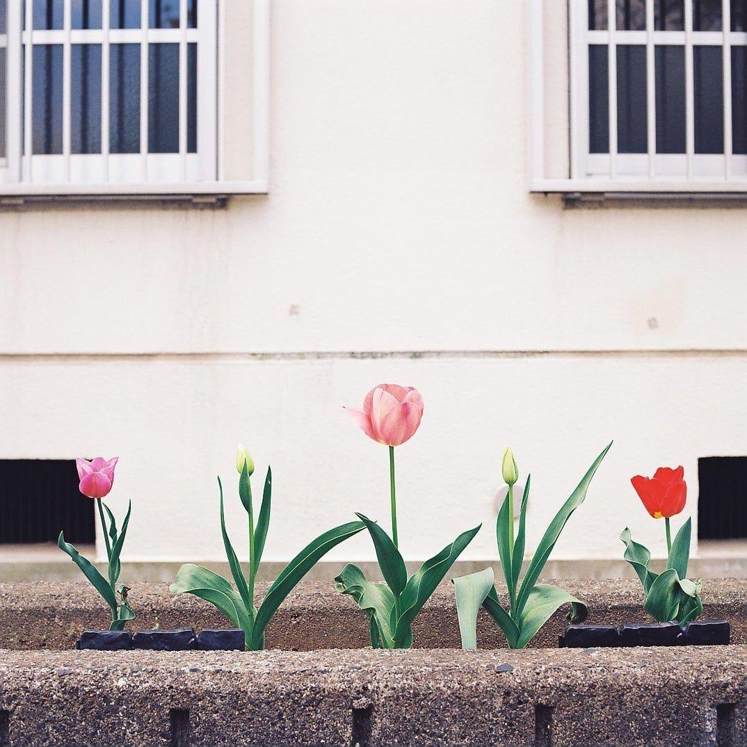 マ*サ様 Hasselblad 500c/m Planar 2.8/80mm