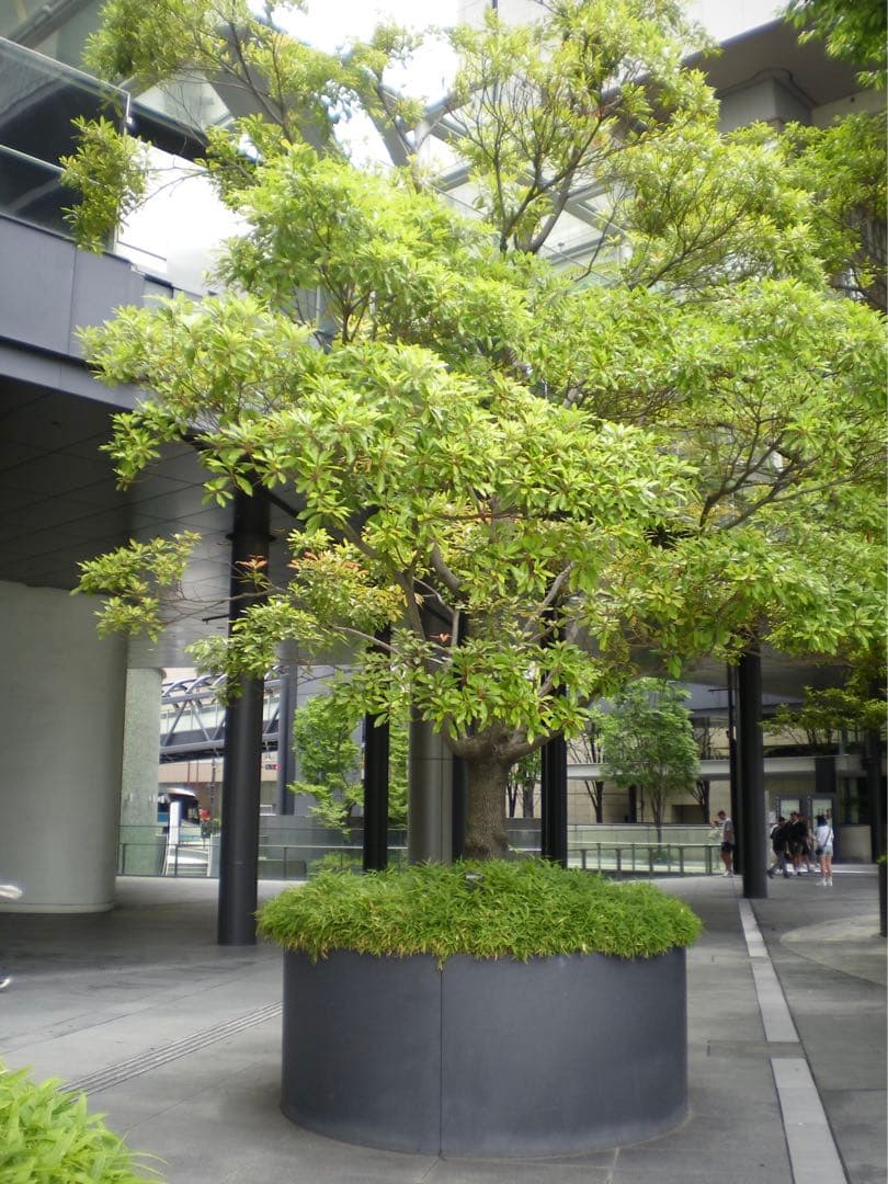【作例あり】PENTAX OPTIO E70 CCDセンサー コンデジ