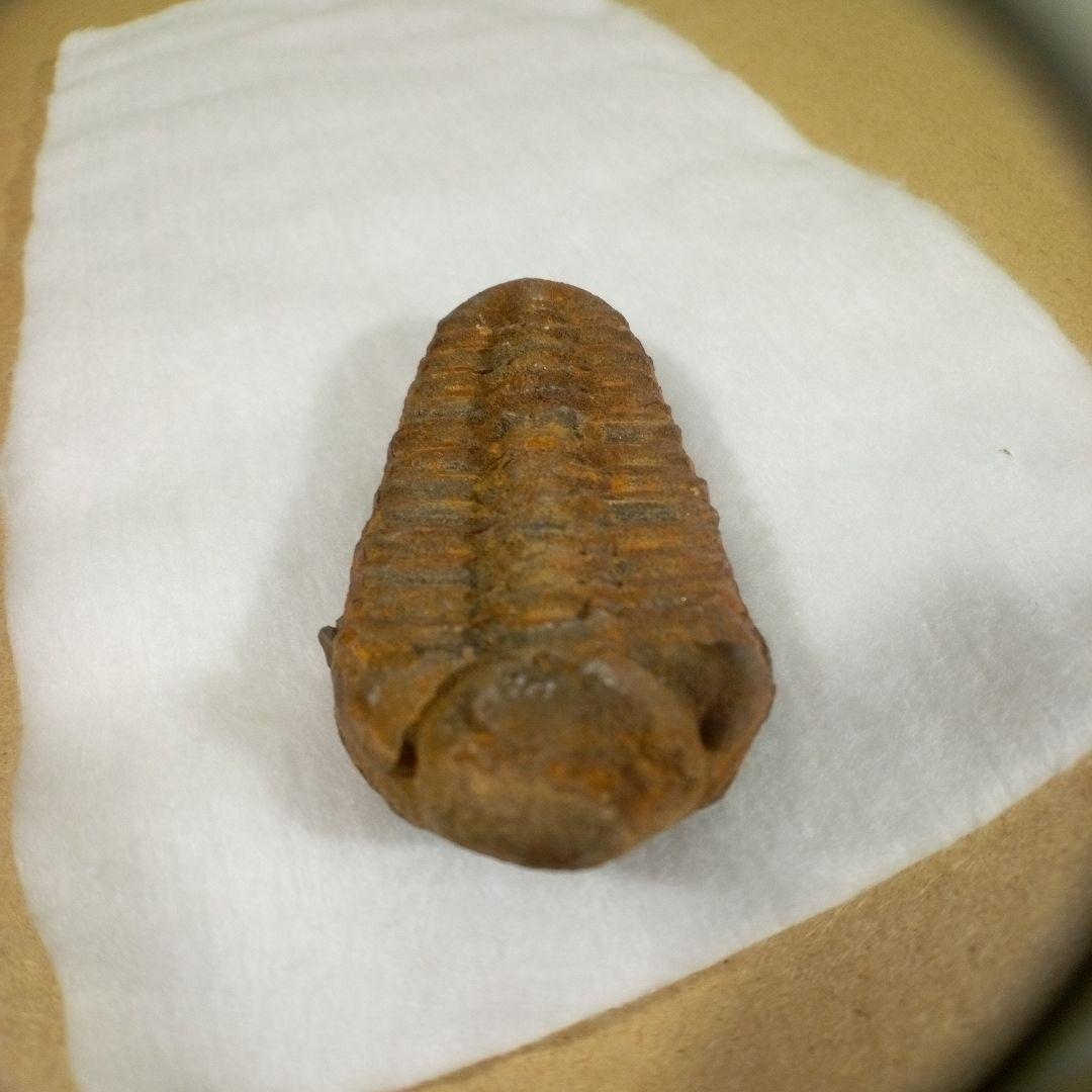 三葉虫　化石　三葉虫化石　究極のレトロ　fossil　ボリビア産　化石管理番号⑦