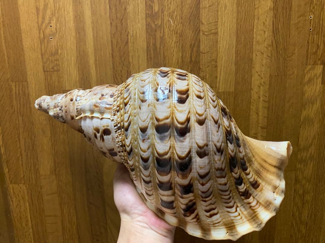 法螺貝　ホラ貝　36cm 650g RRR
