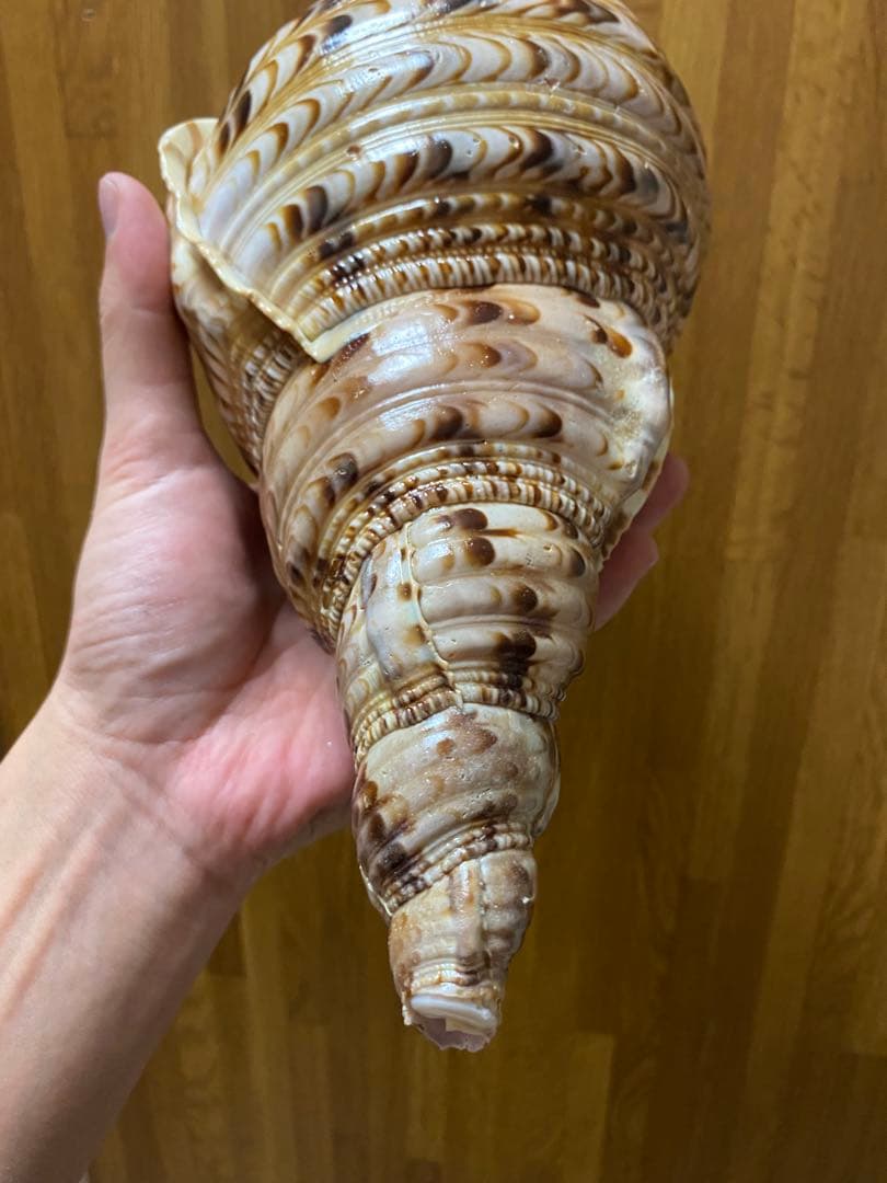 法螺貝　ホラ貝　36cm 650g RRR