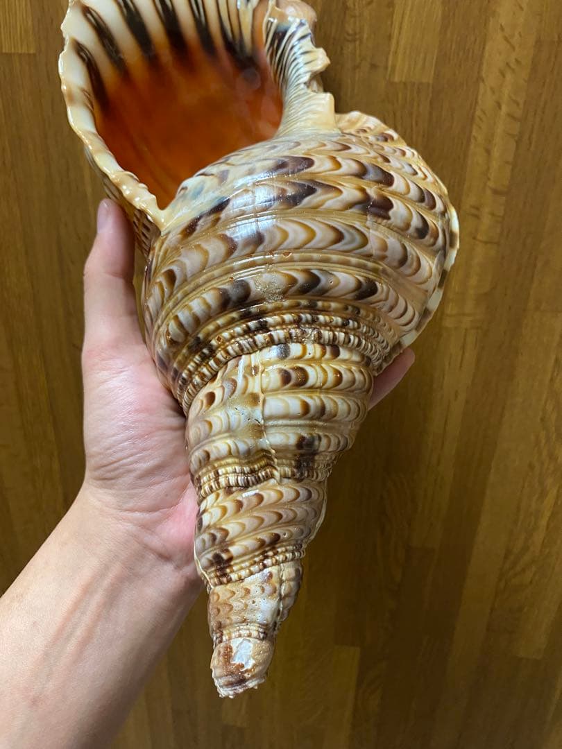 法螺貝　ホラ貝　36cm 650g RRR
