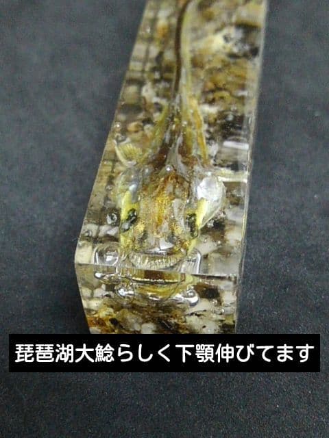 【本物】琵琶湖大鯰乾燥標本　レジン封入　【珍魚】
