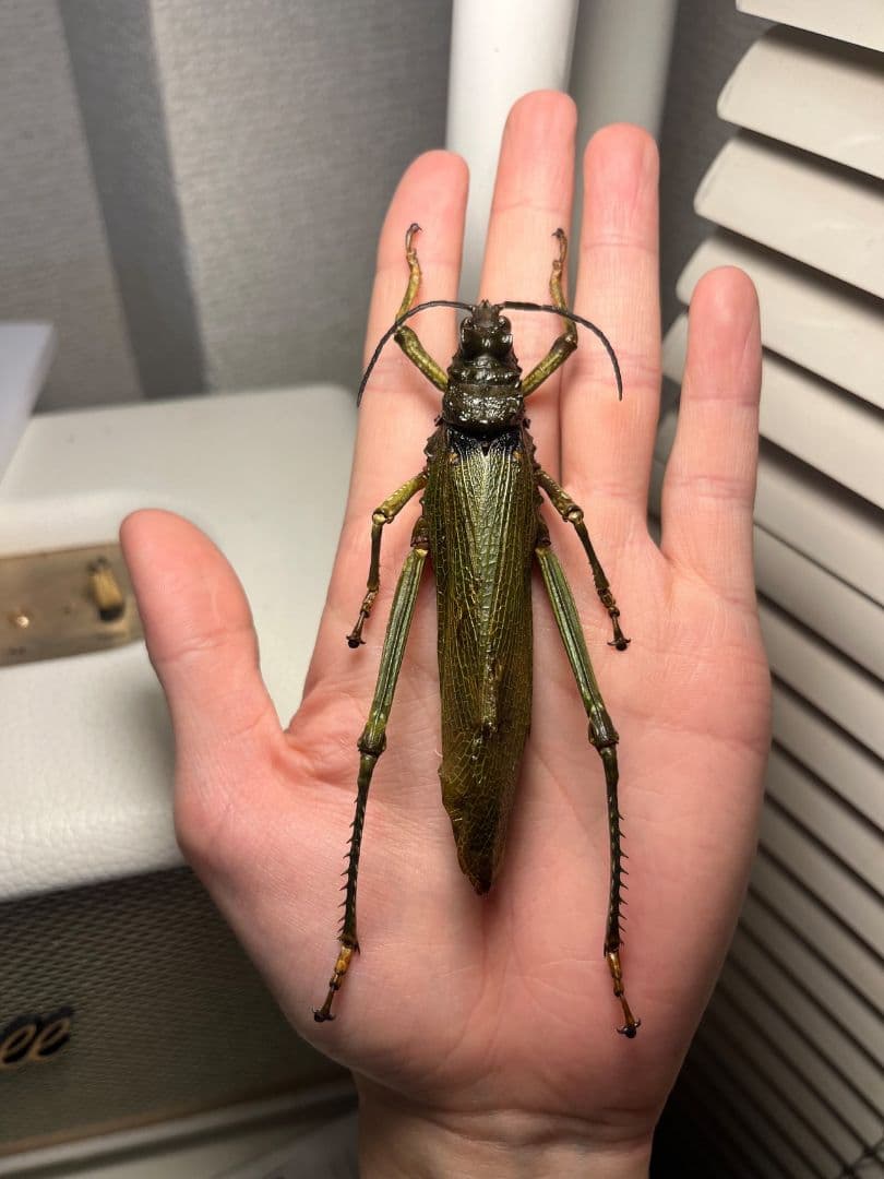 イビルジョーのようなバッタ 標本直翅類 カマキリ マンティス ナナフシコノハムシ