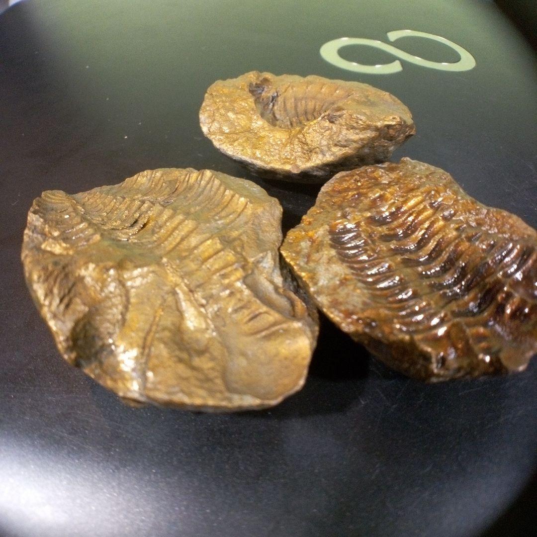 三葉虫　化石　fossil　ボリビア産　レア　Fossil管理①　３個セット