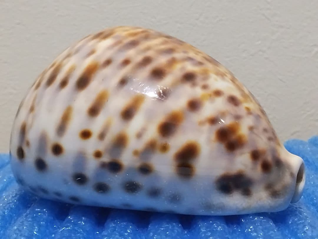 貝殻 105mm ハワイホシダカラ タカラガイ科